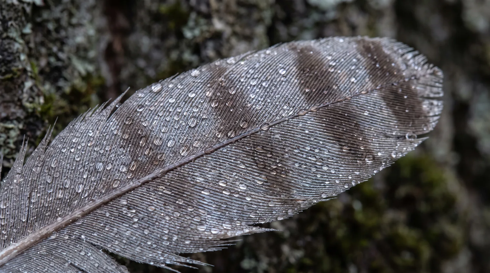 Macro: water droplets beaded on a barred feather