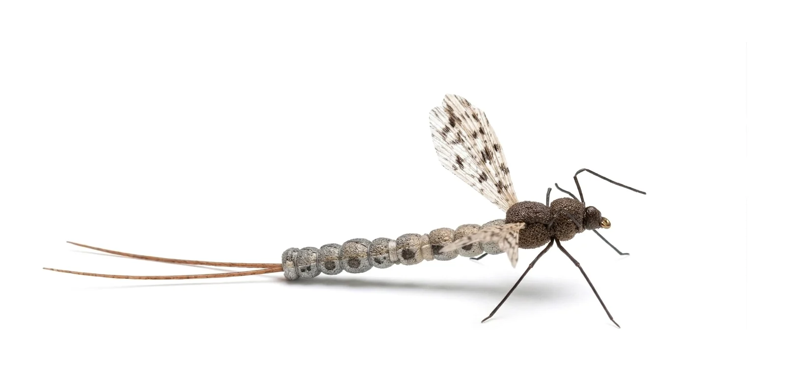 A hand-tied drake pattern showing the segmented body, wing and tails